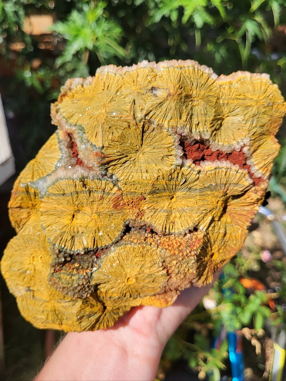 Huge Firery Kabamby Ocean Jasper Freeform